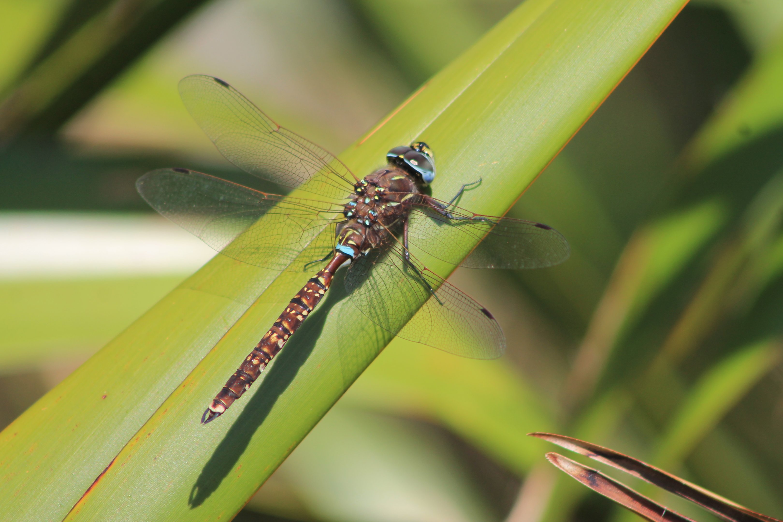 Lancer Dragonfly (Aeshna brevistyla)