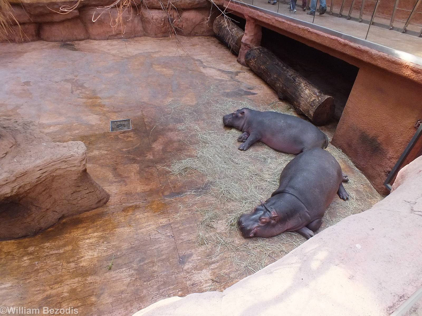 Land area for the Hippos- Afrykarium