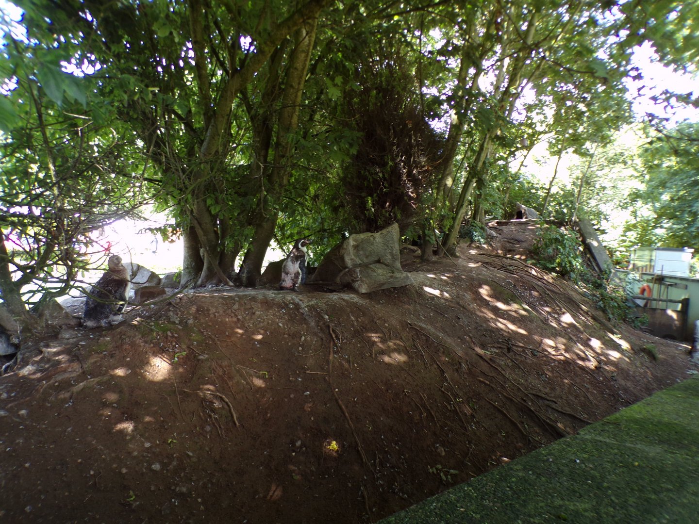 Land area of Humboldt penguin enclosure 7.7.24