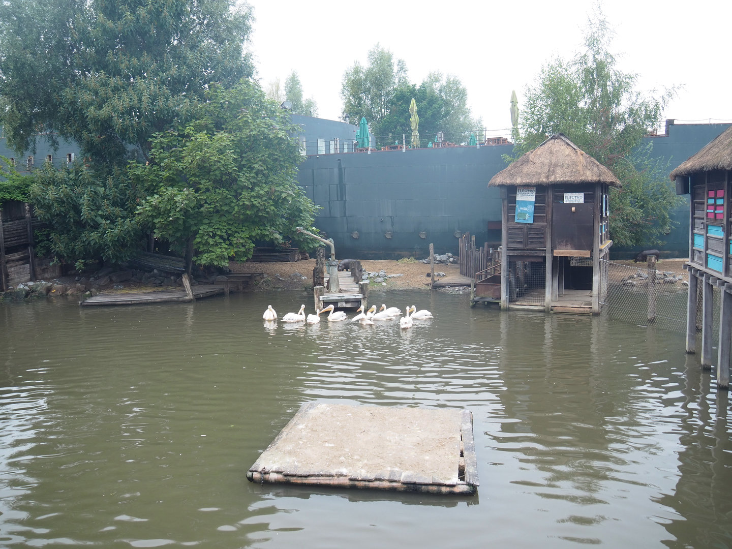 Land area of Pygmy hippopotamus and Great white pelican exhibit, 2022-09-14