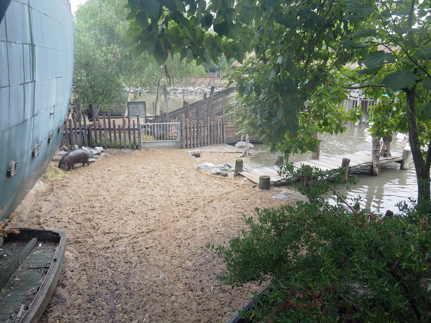 Land area of Pygmy hippopotamus and Great white pelican exhibit, 2022-09-14