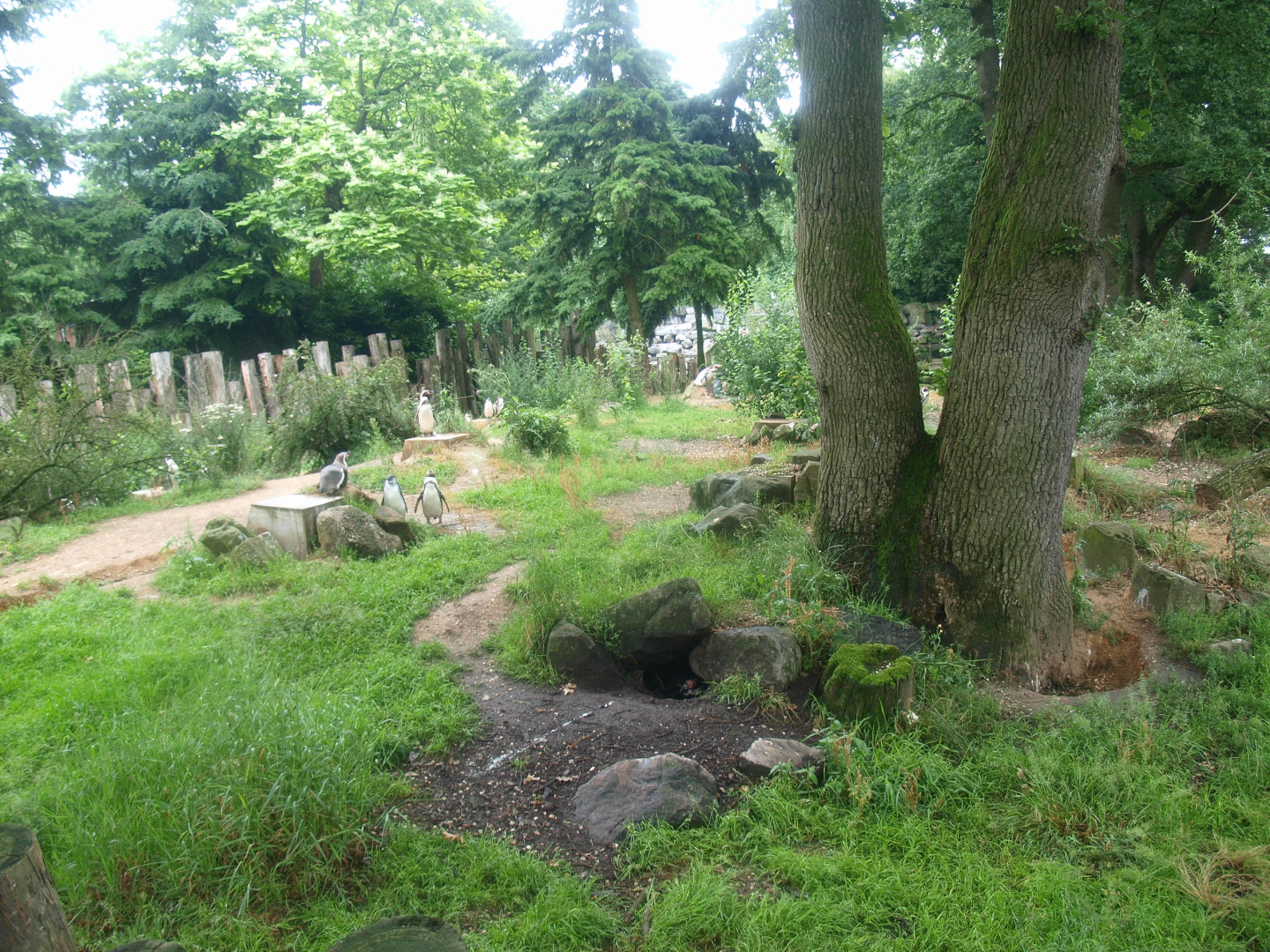 Land area of temporary Humboldt penguin exhibit, 2015-07-19