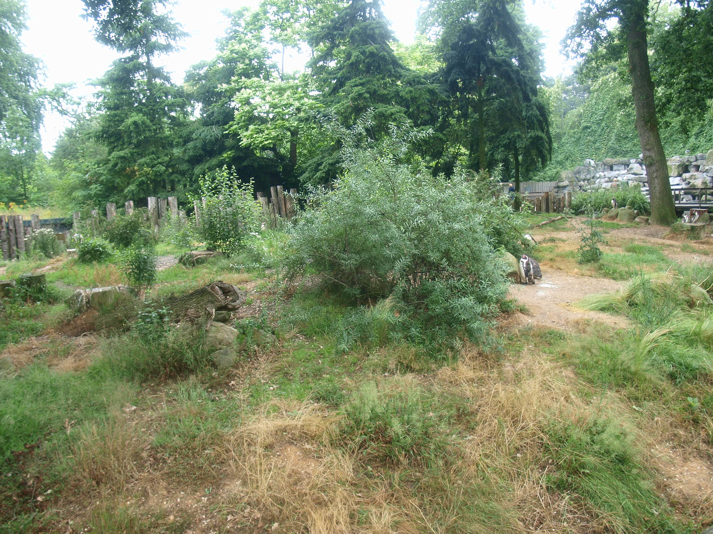 Land area of temporary Humboldt penguin exhibit, 2015-07-19