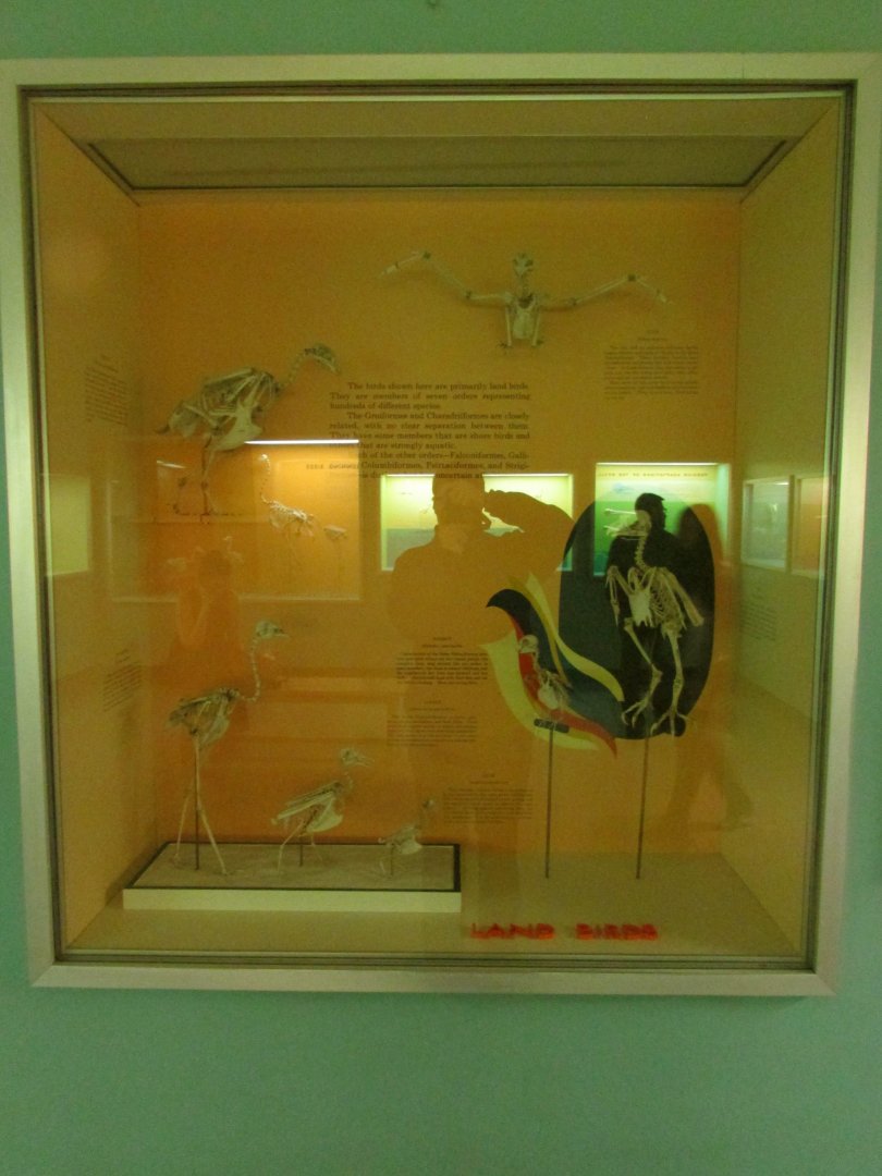 Land Bird Skeletons