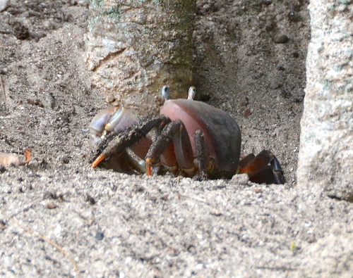 Land crab -- Cook Islands