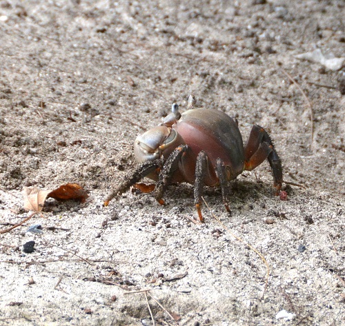 Land crab -- Cook Islands