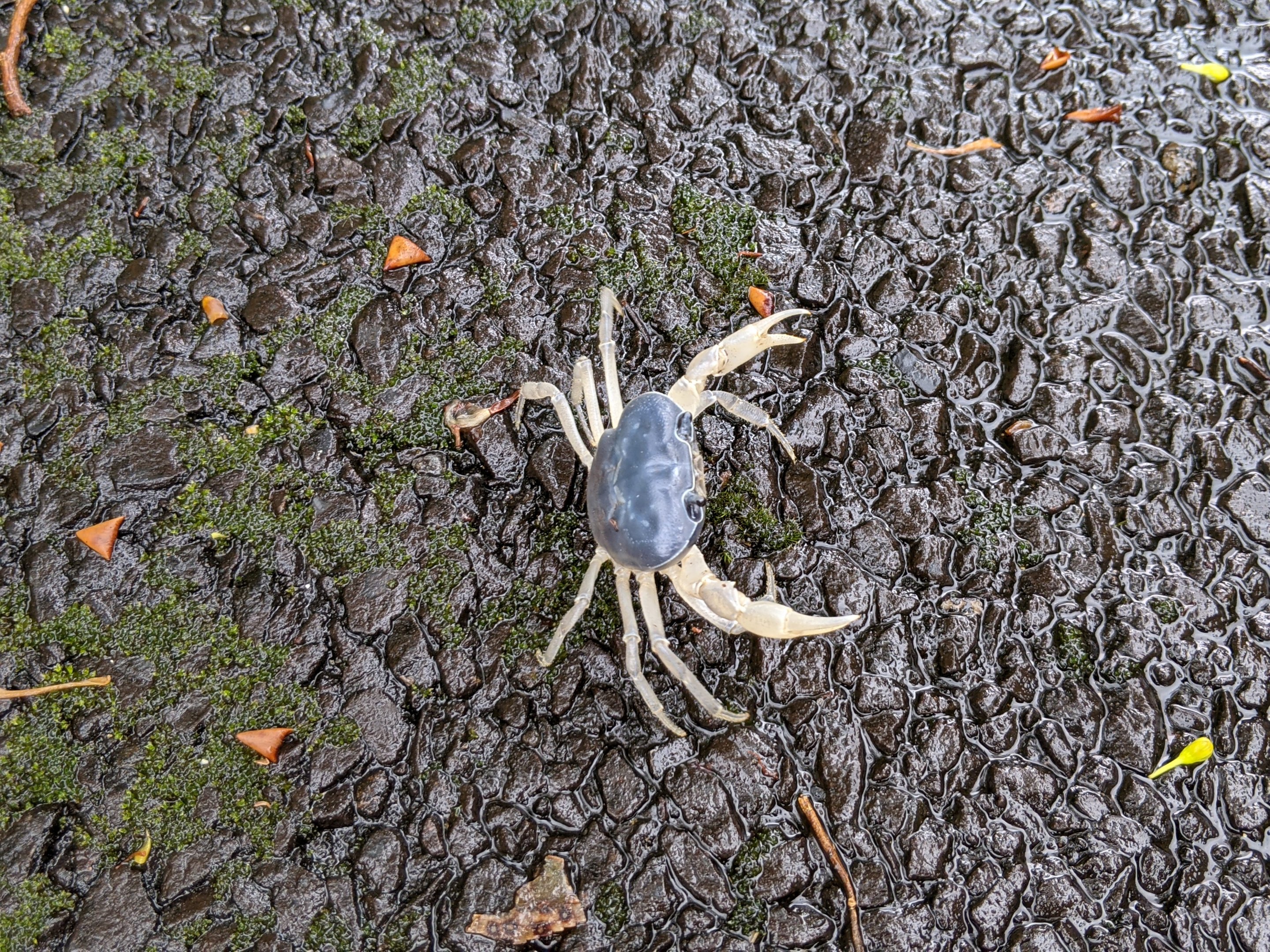 Land crab (Geothelphusa dehaani - blue form)
