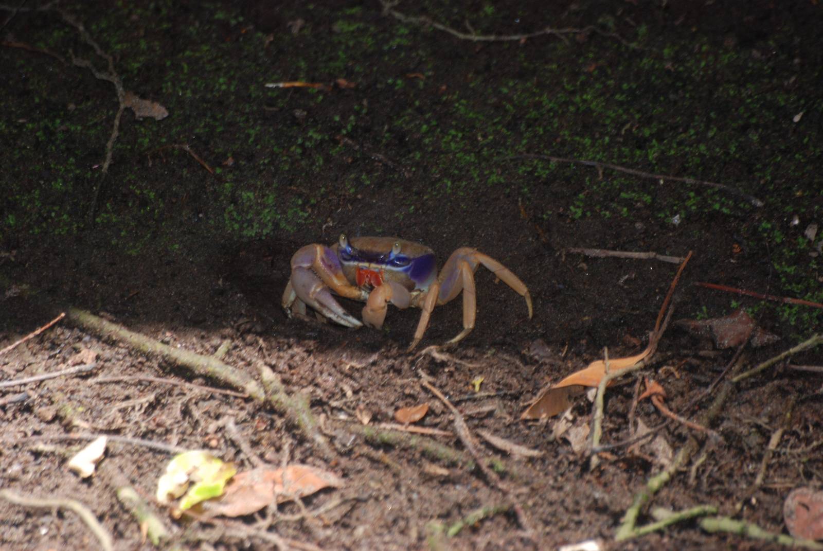 Land Crab in Tortuguero, 13/04/14