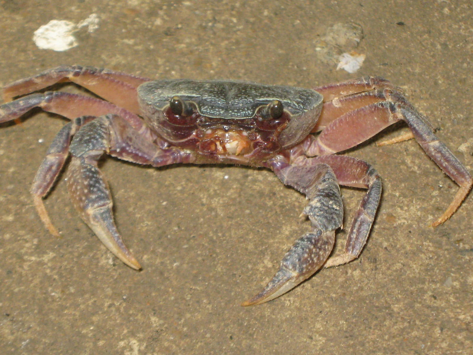 land crab