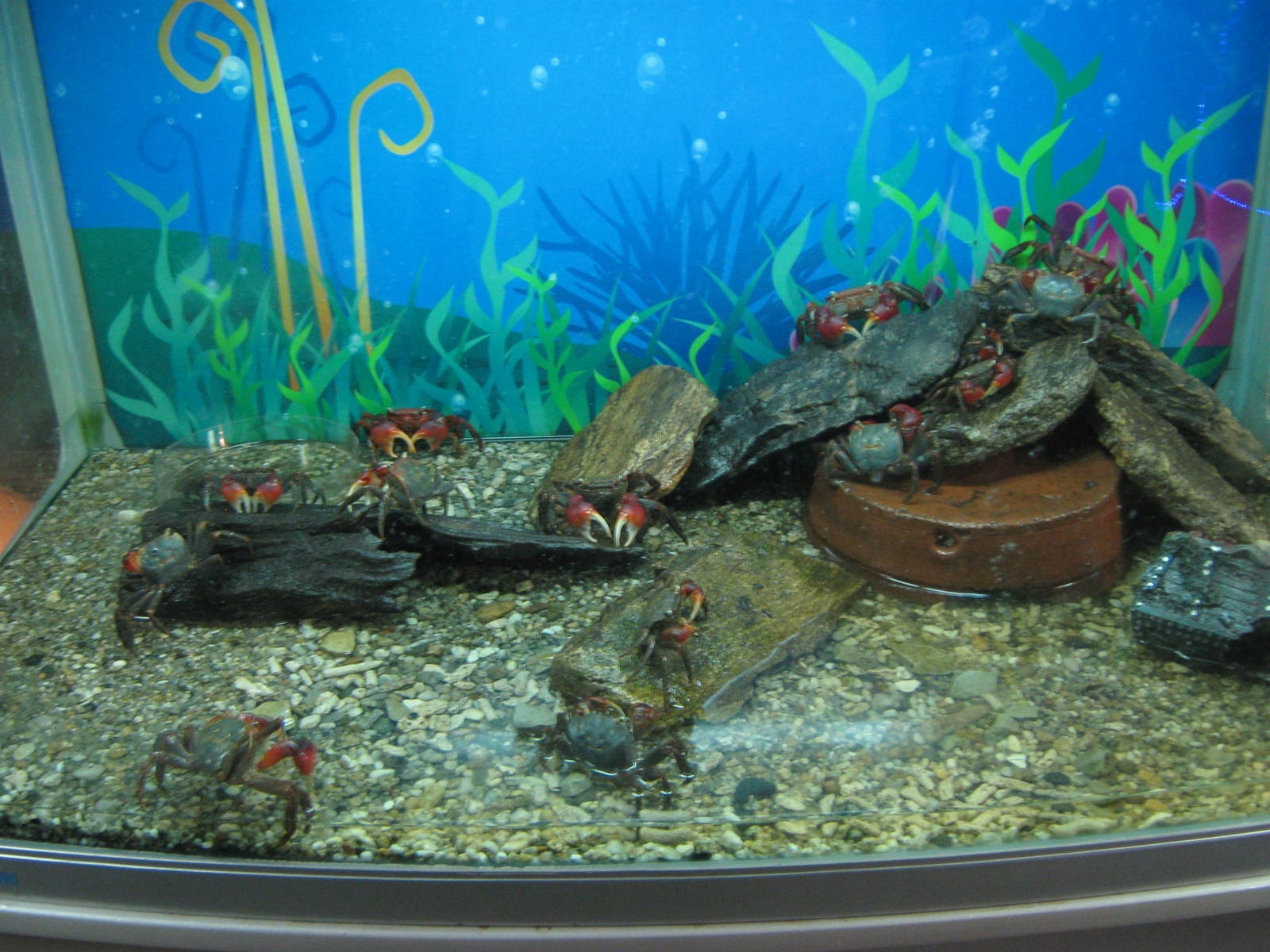 land crabs (Holometopus haematocheir)