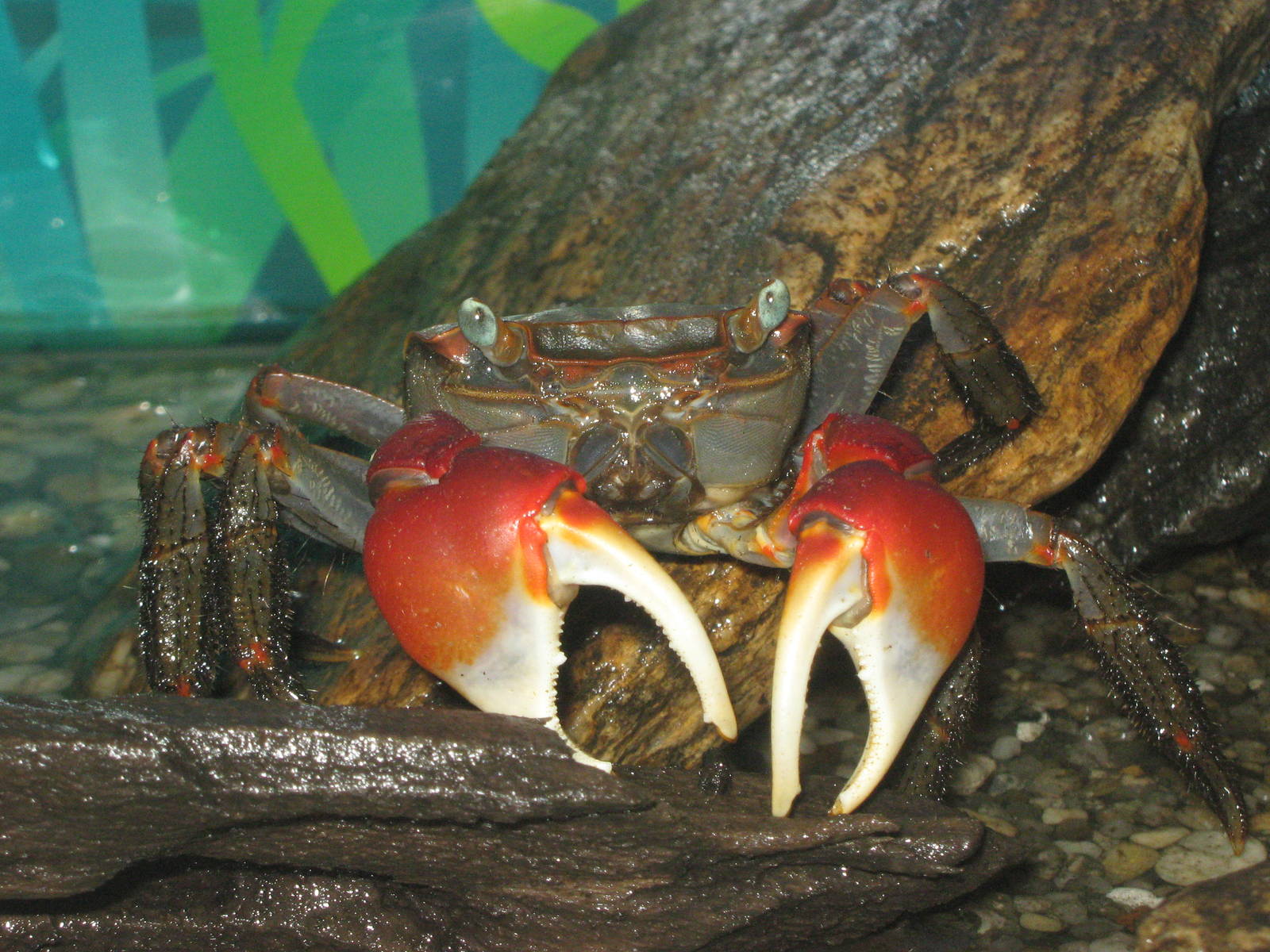 land crabs (Holometopus haematocheir)