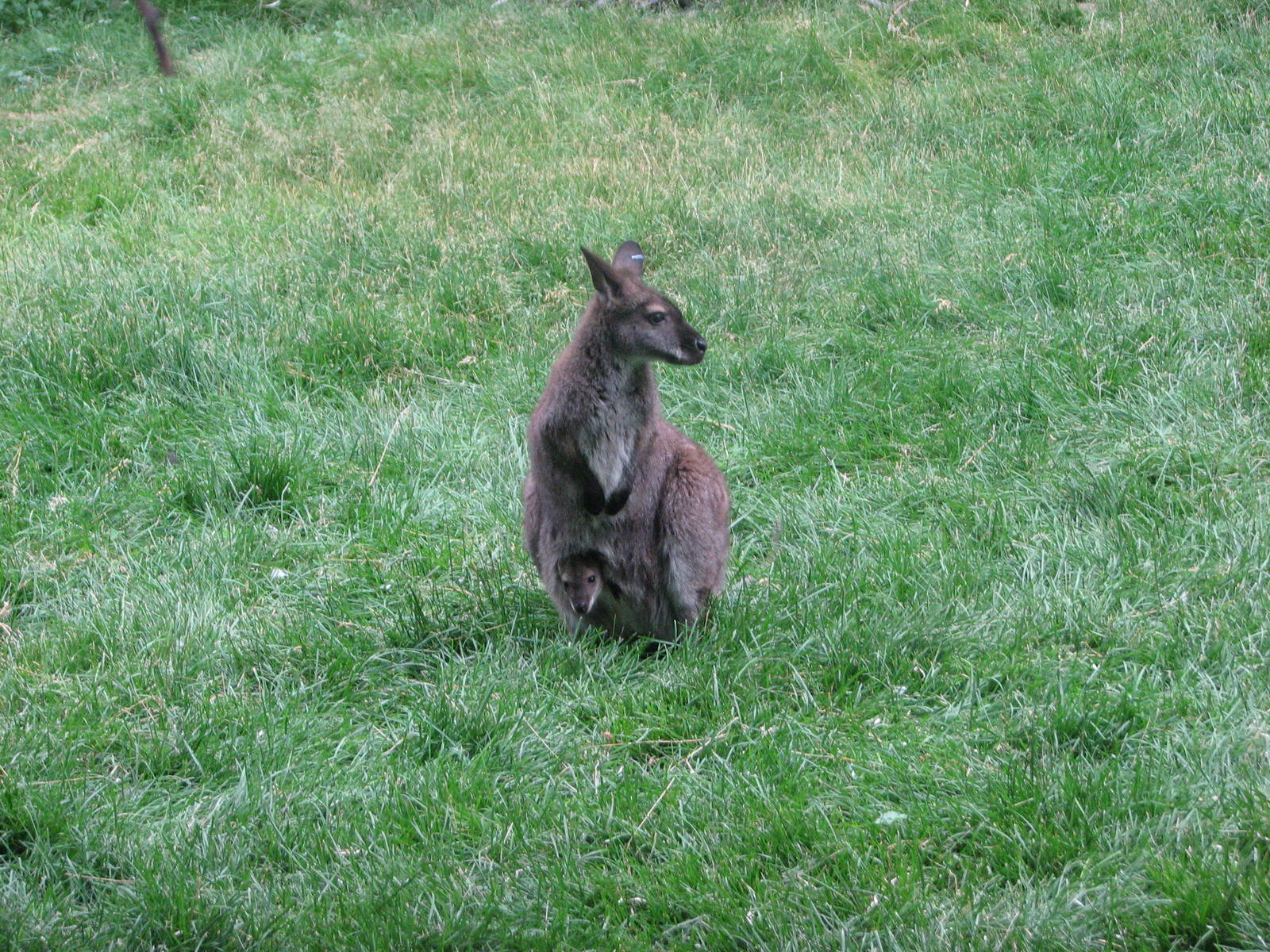 Land Down Under - Bennett's Wallaby