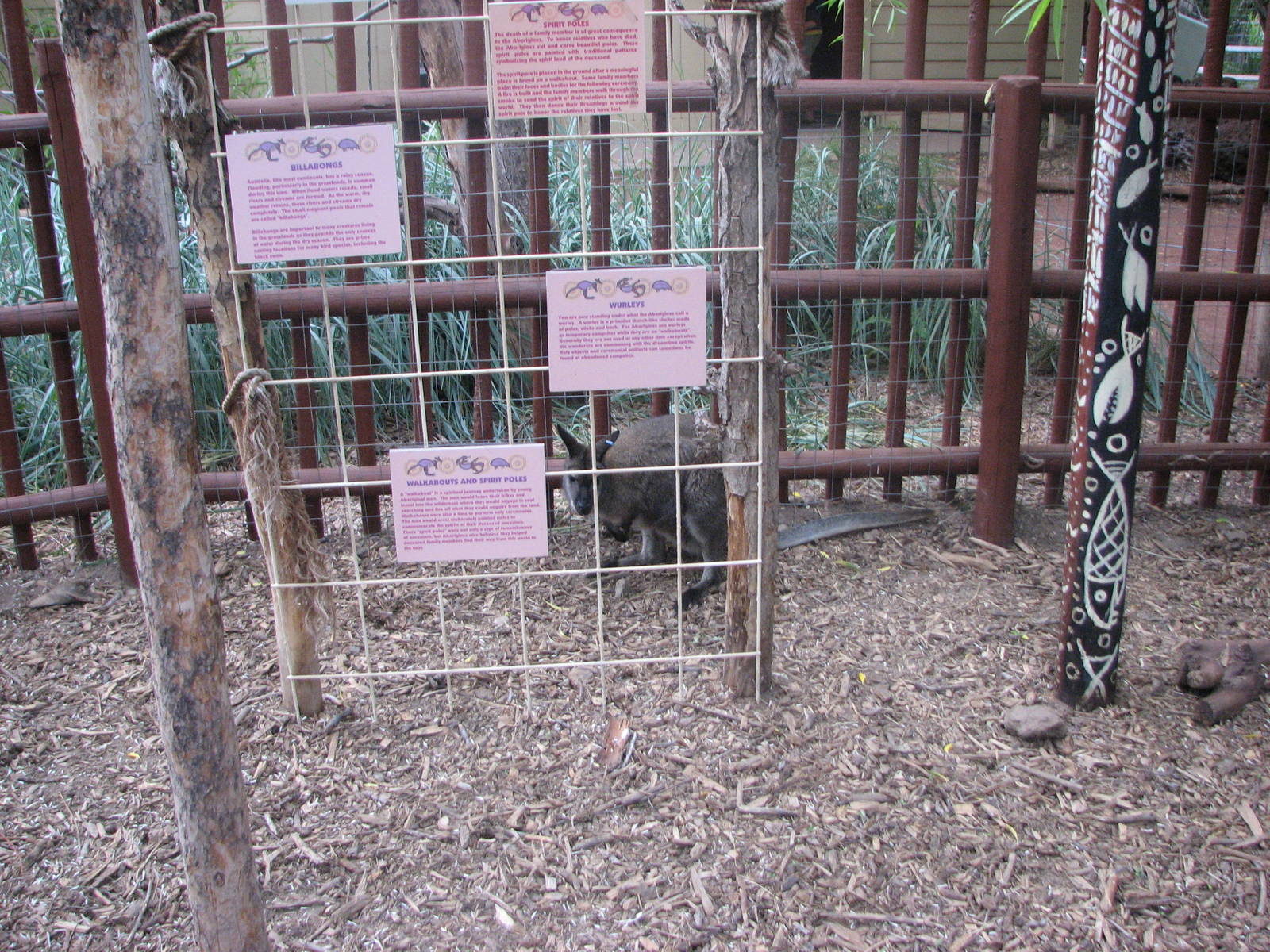 Land Down Under - Bennett's Wallaby