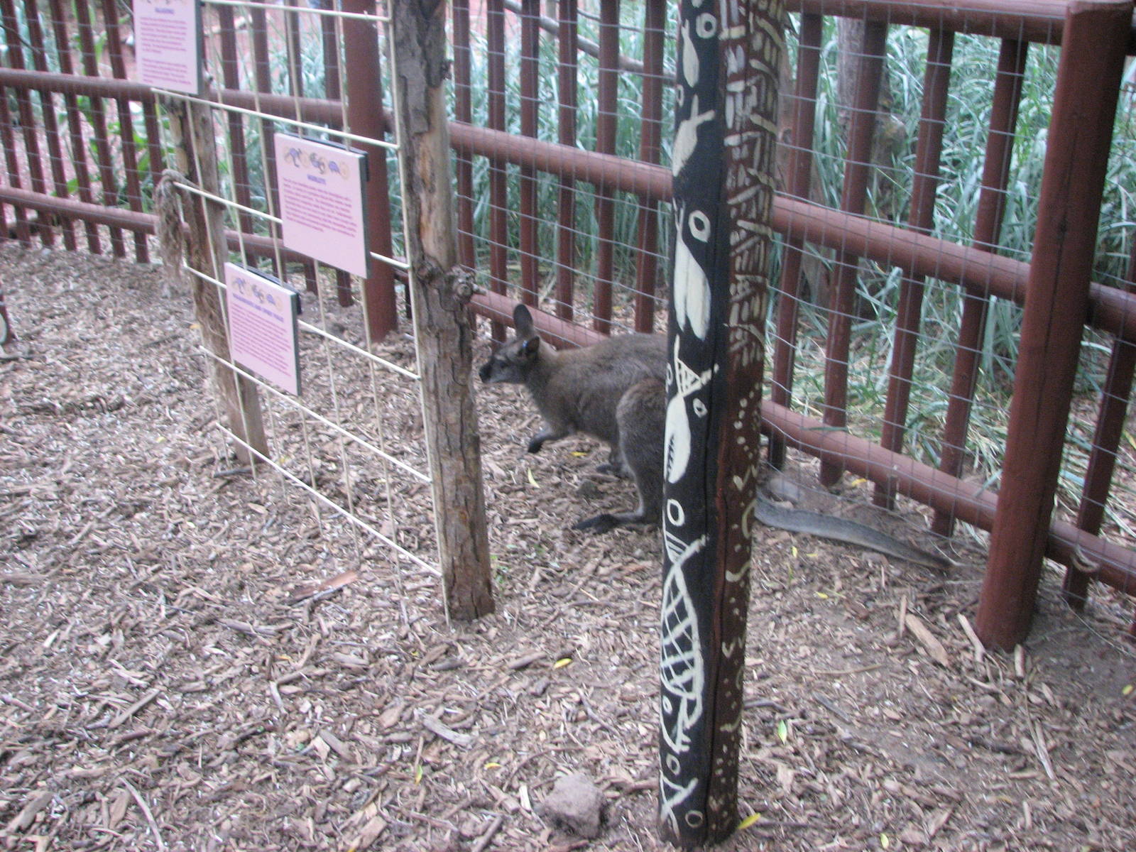 Land Down Under - Bennett's Wallaby