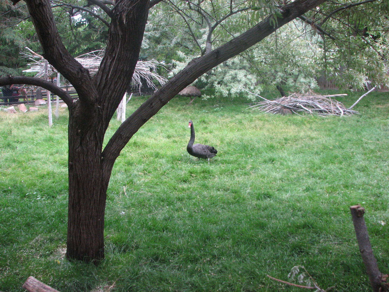 Land Down Under - Black Swan