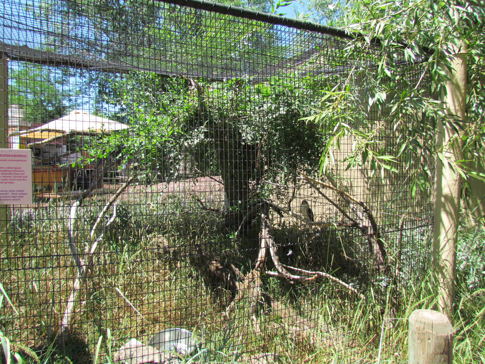 Land Down Under - Laughing Kookaburra