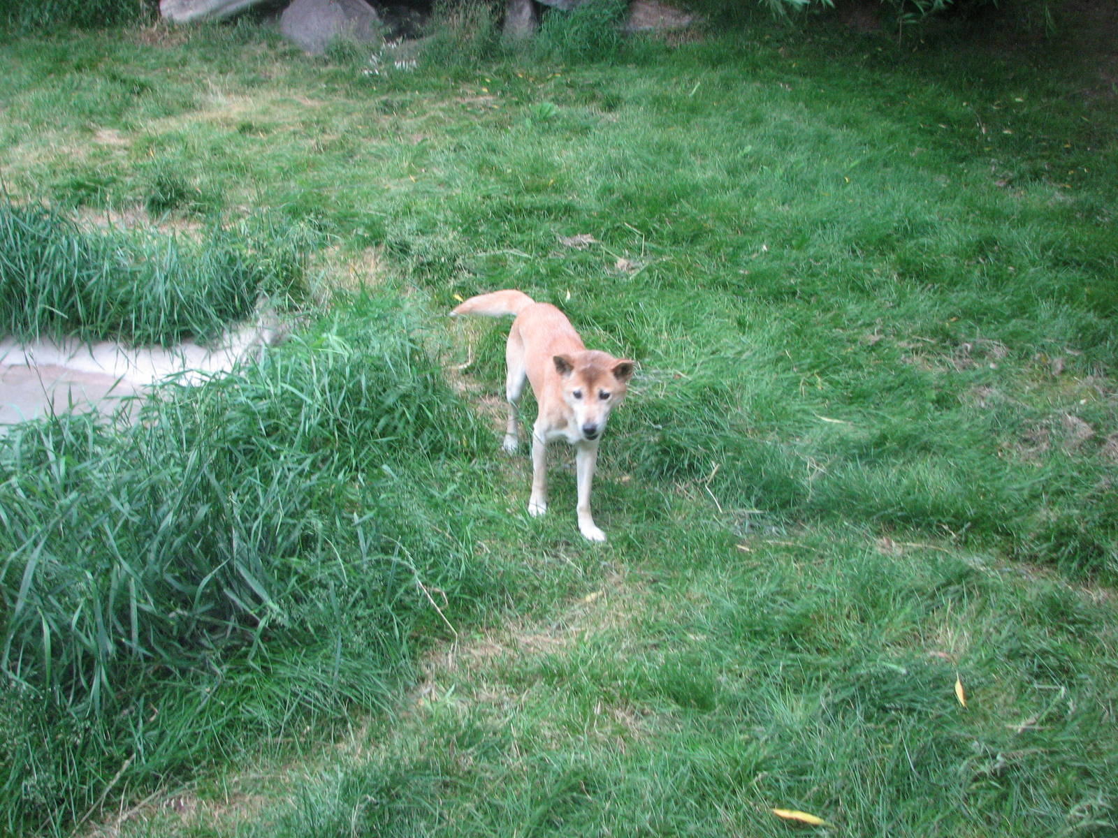 Land Down Under - New Guinea Singing Dog