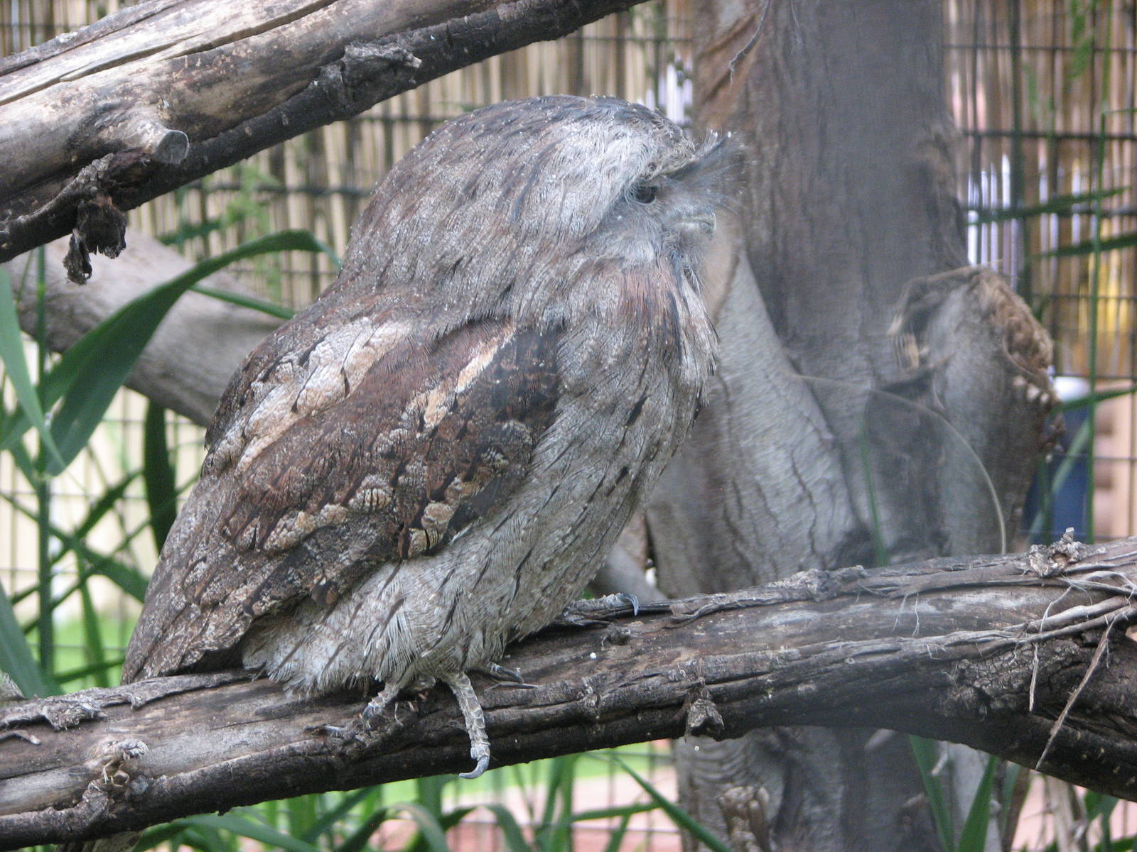 Land Down Under - Tawny Frogmouth
