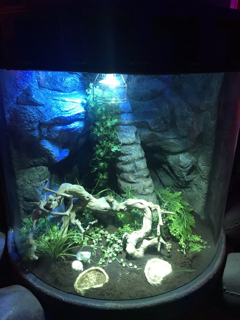 Land hermit crab 090818