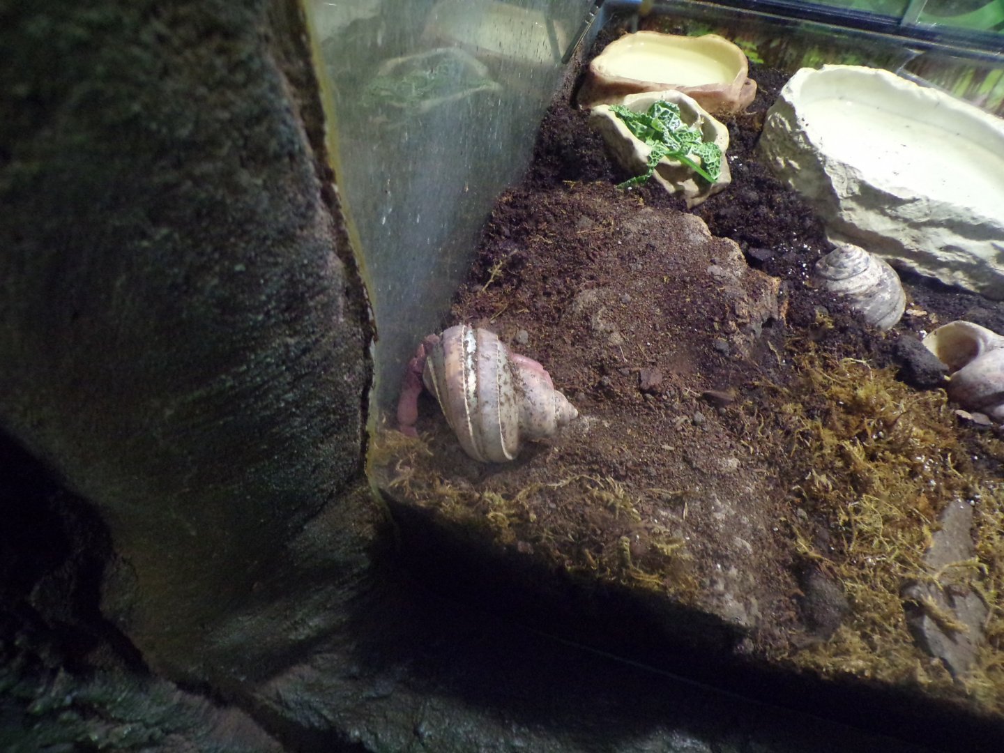 Land hermit crab 1.1.24