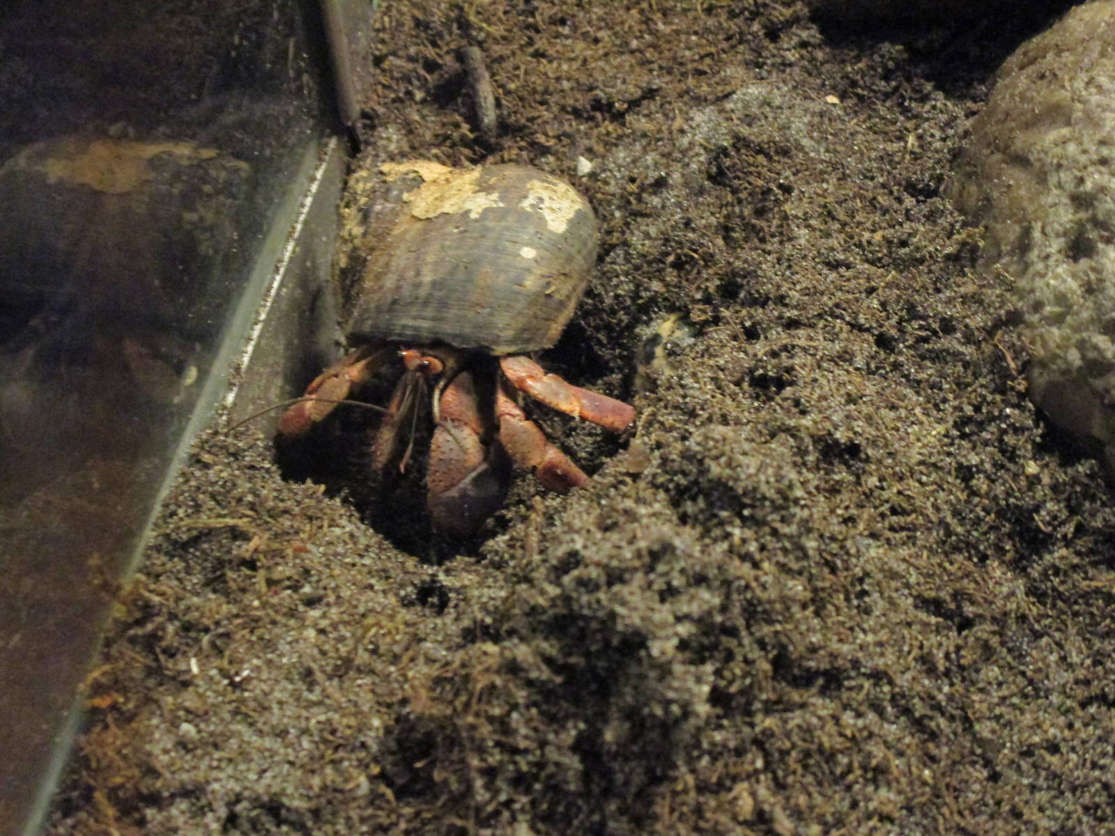Land Hermit Crab  - 20/03/15