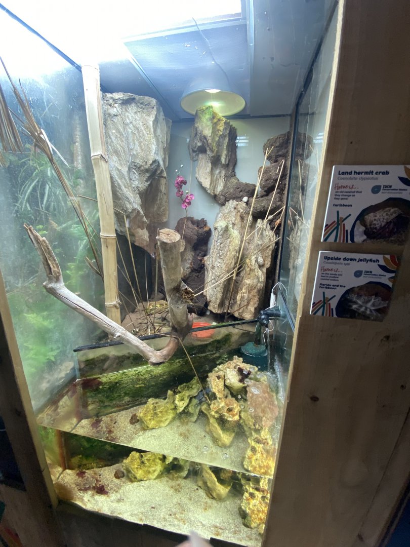 Land hermit crab and Upside down jellyfish exhibit 240222