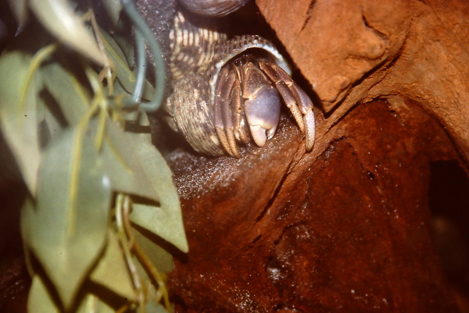 land hermit crab, Bug World, Liverpool 2010