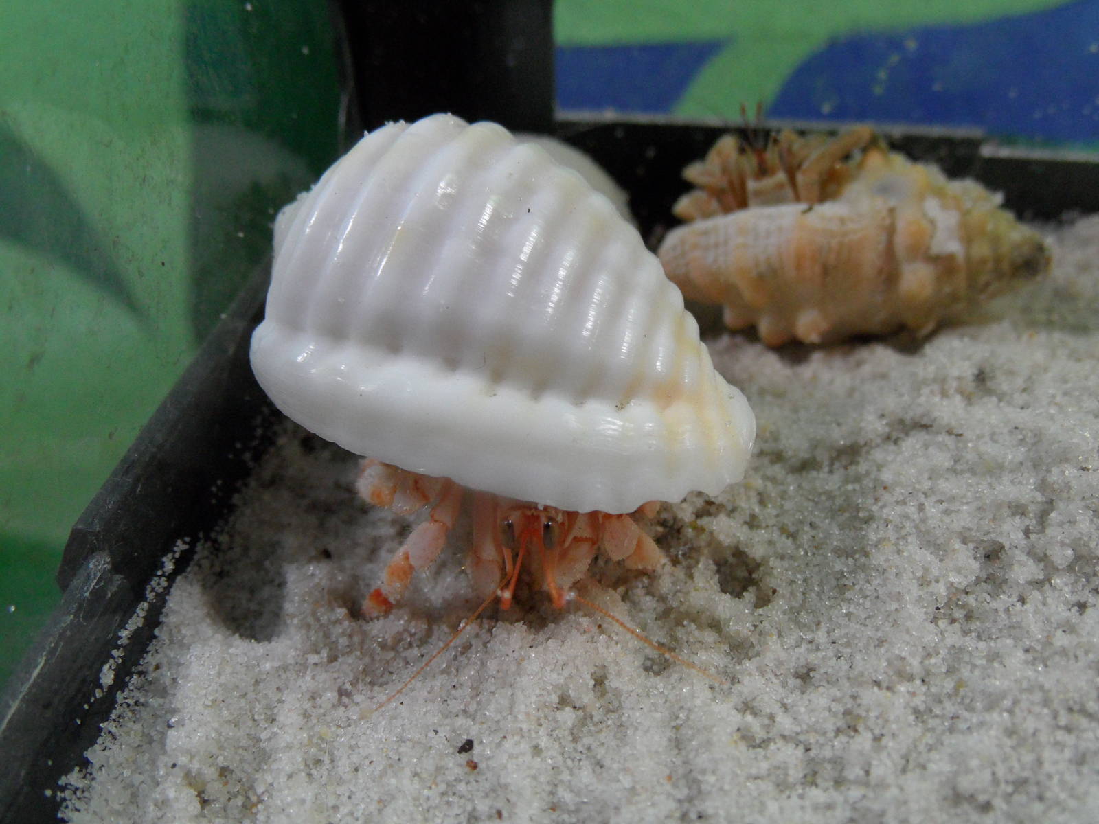 Land hermit crab (Coenobita sp.)