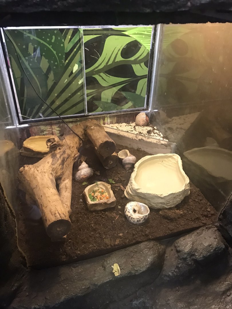Land hermit crab enclosure