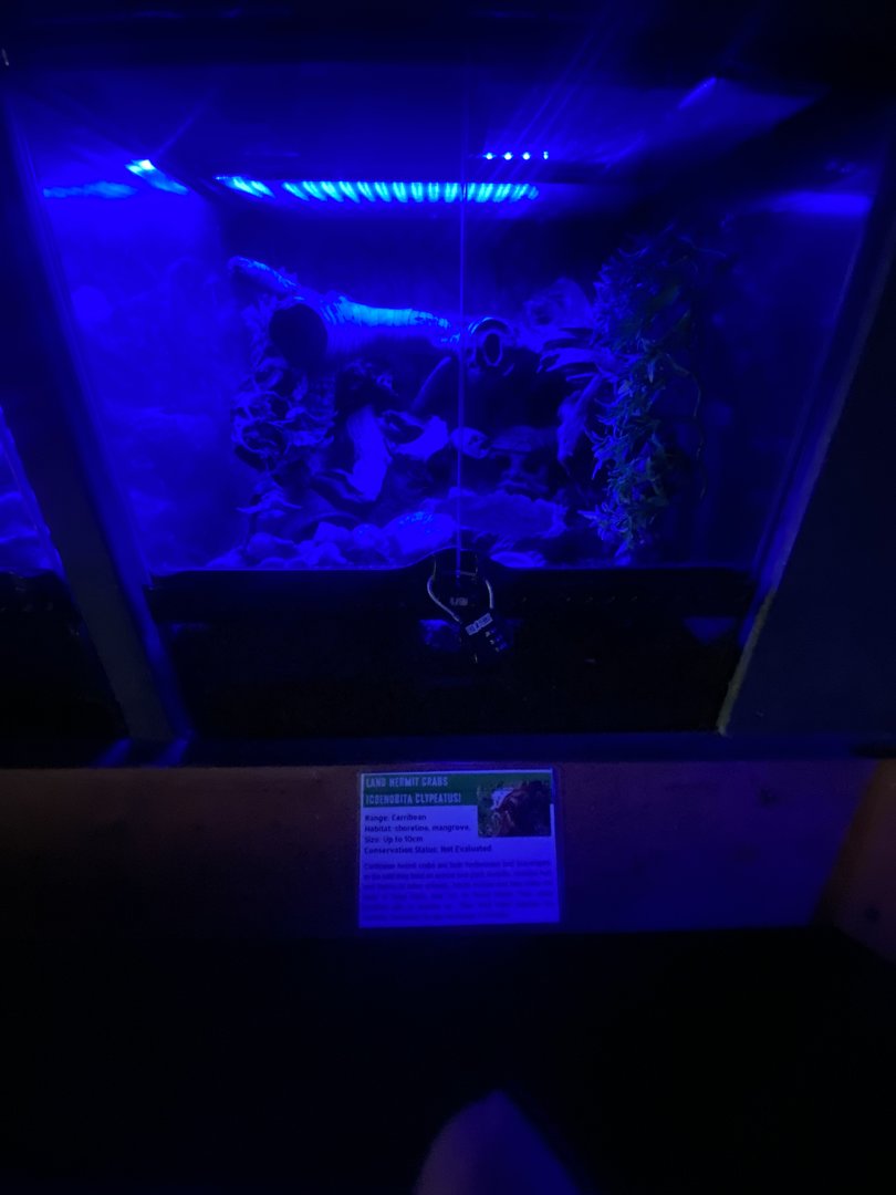 Land hermit crab exhibit - IOW Reptilarium 150923