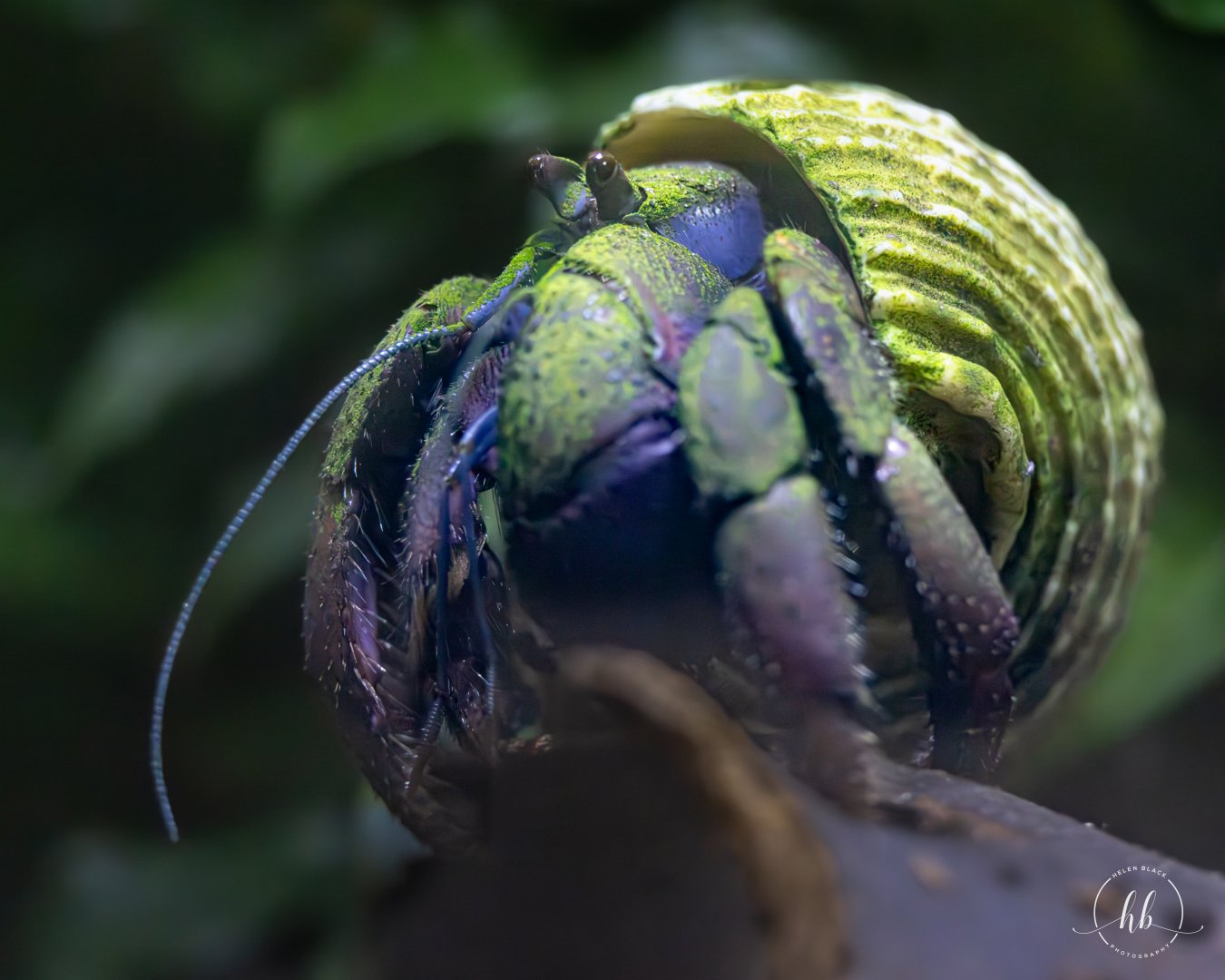 Land Hermit Crab / Paignton / 15-3-24