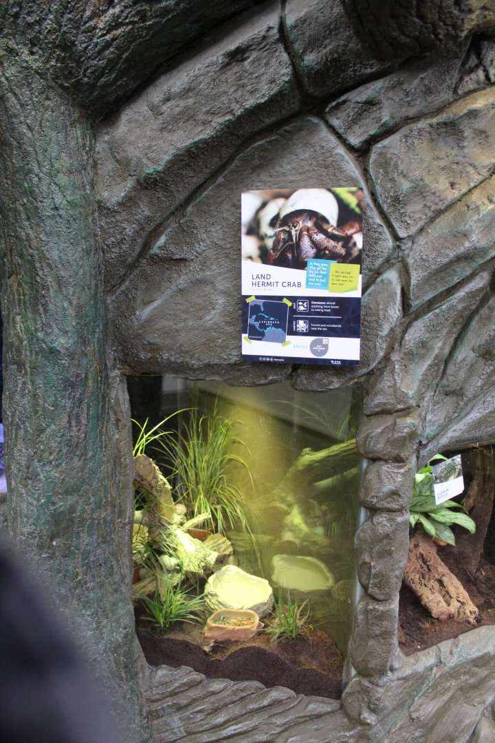 Land hermit crab tank in Wee Beasties