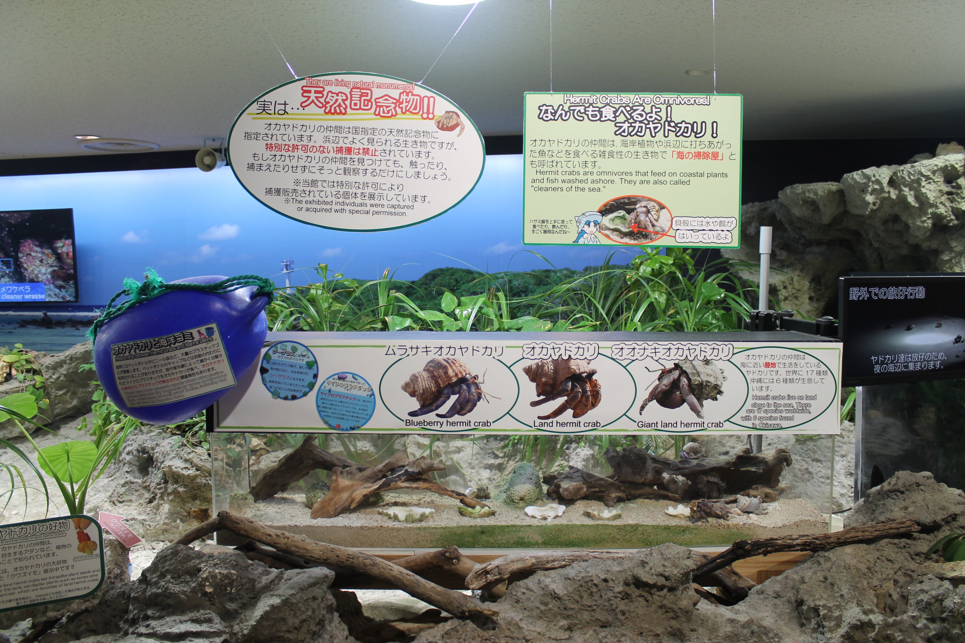 Land Hermit Crab tank