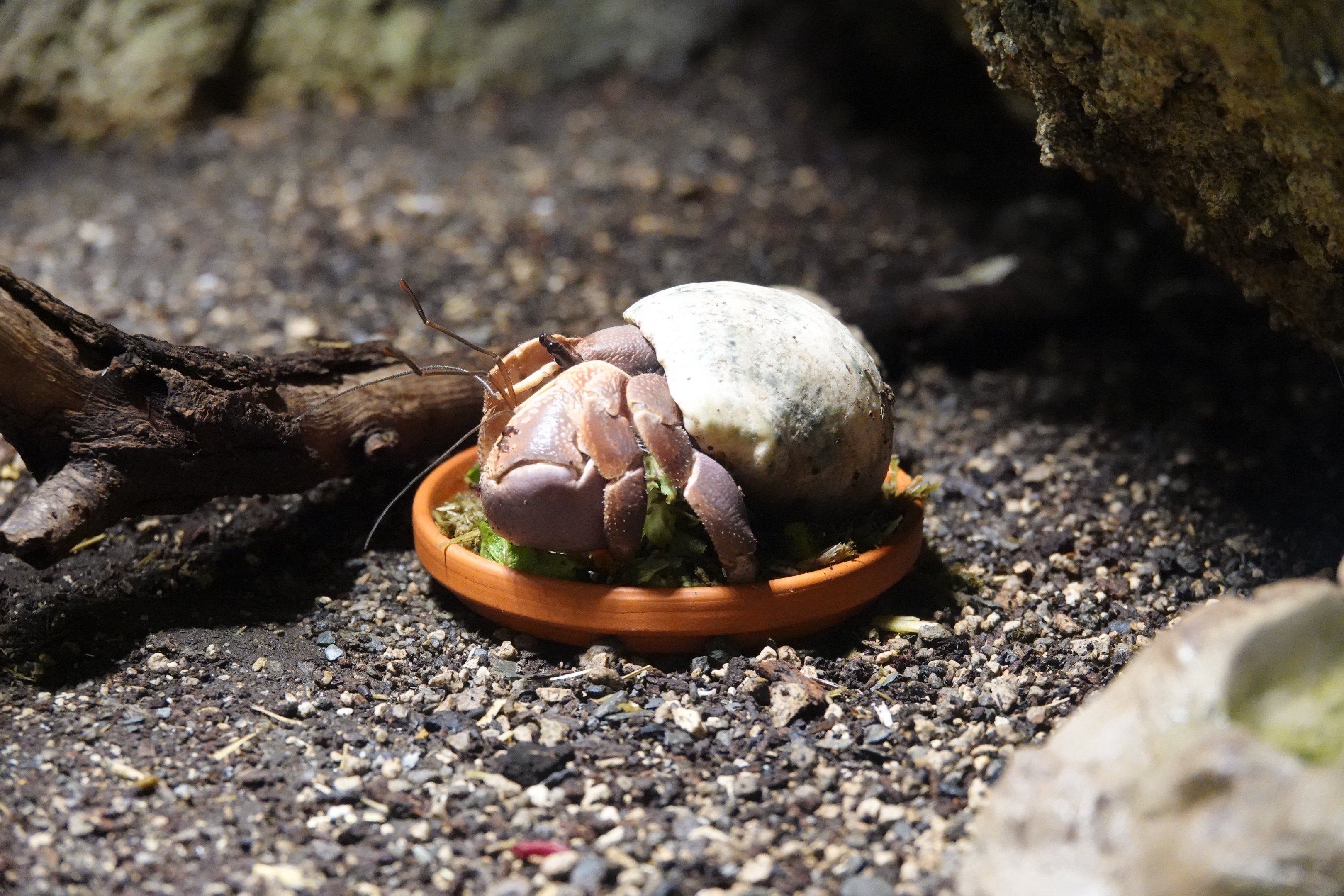 Land Hermit Crab