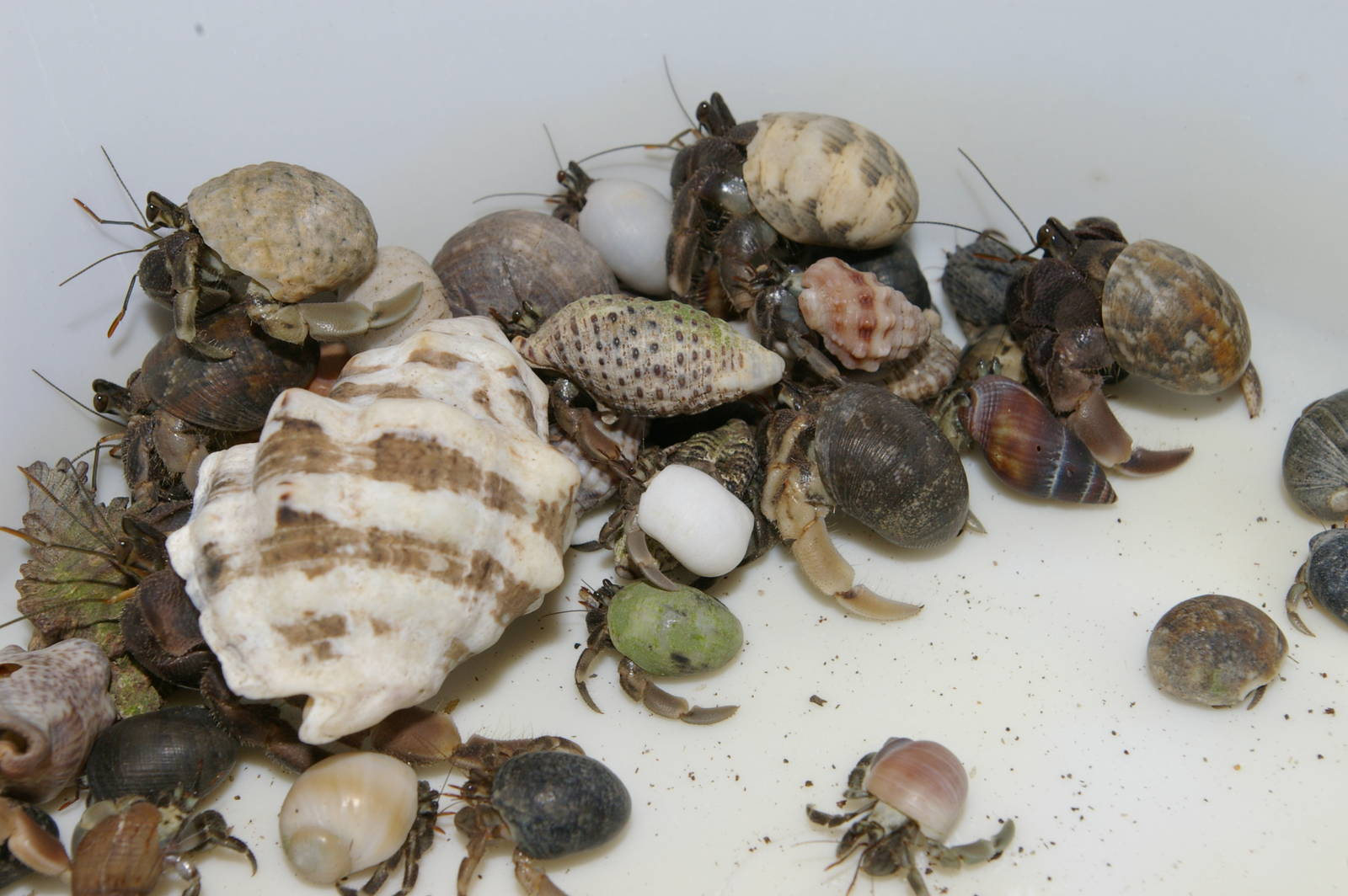 land hermits in a variety of shells