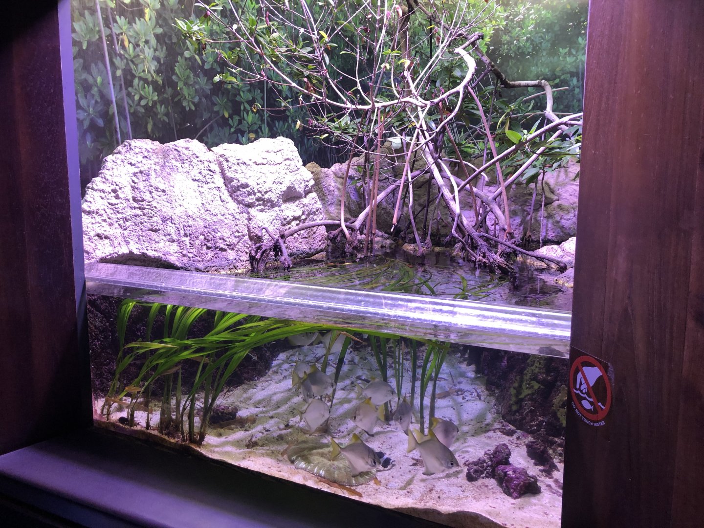 "Land Meets Sea" Tank