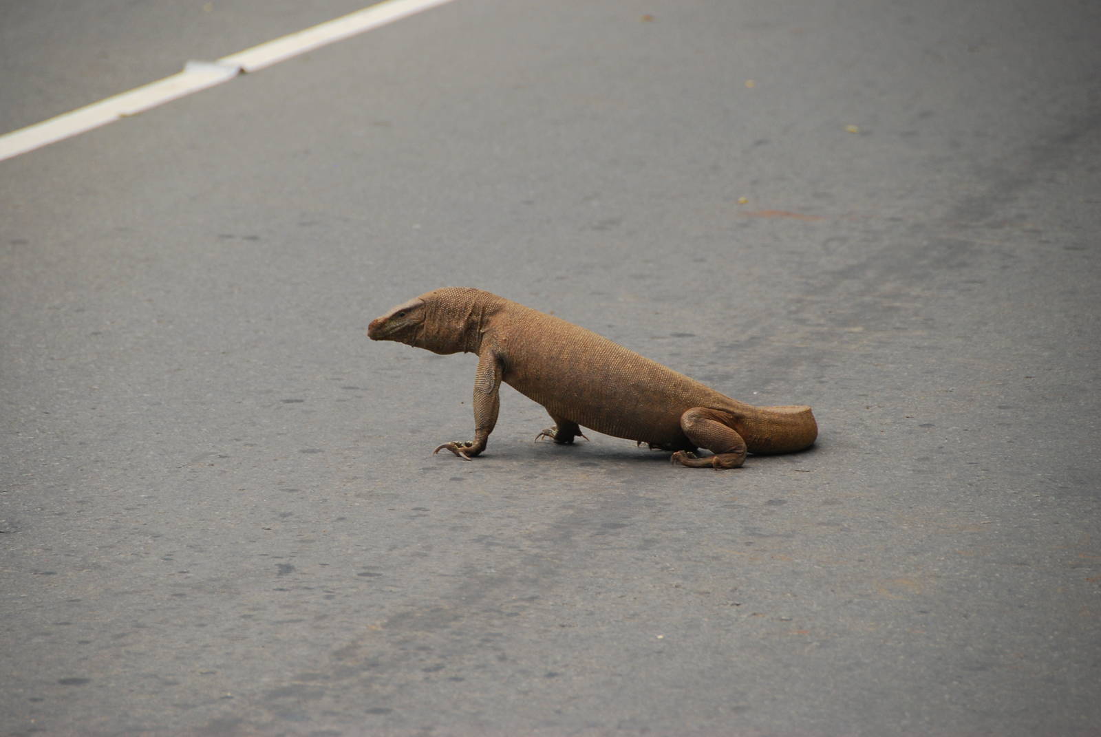 Land Monitor on Road