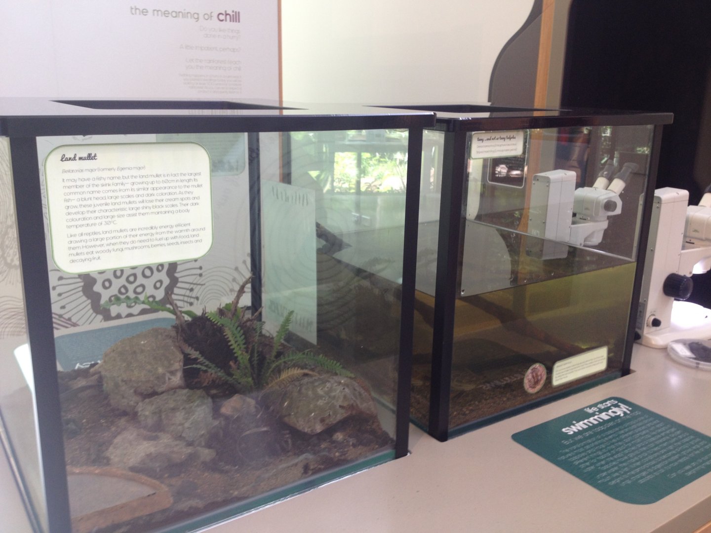 Land Mullet and Tadpole enclosures