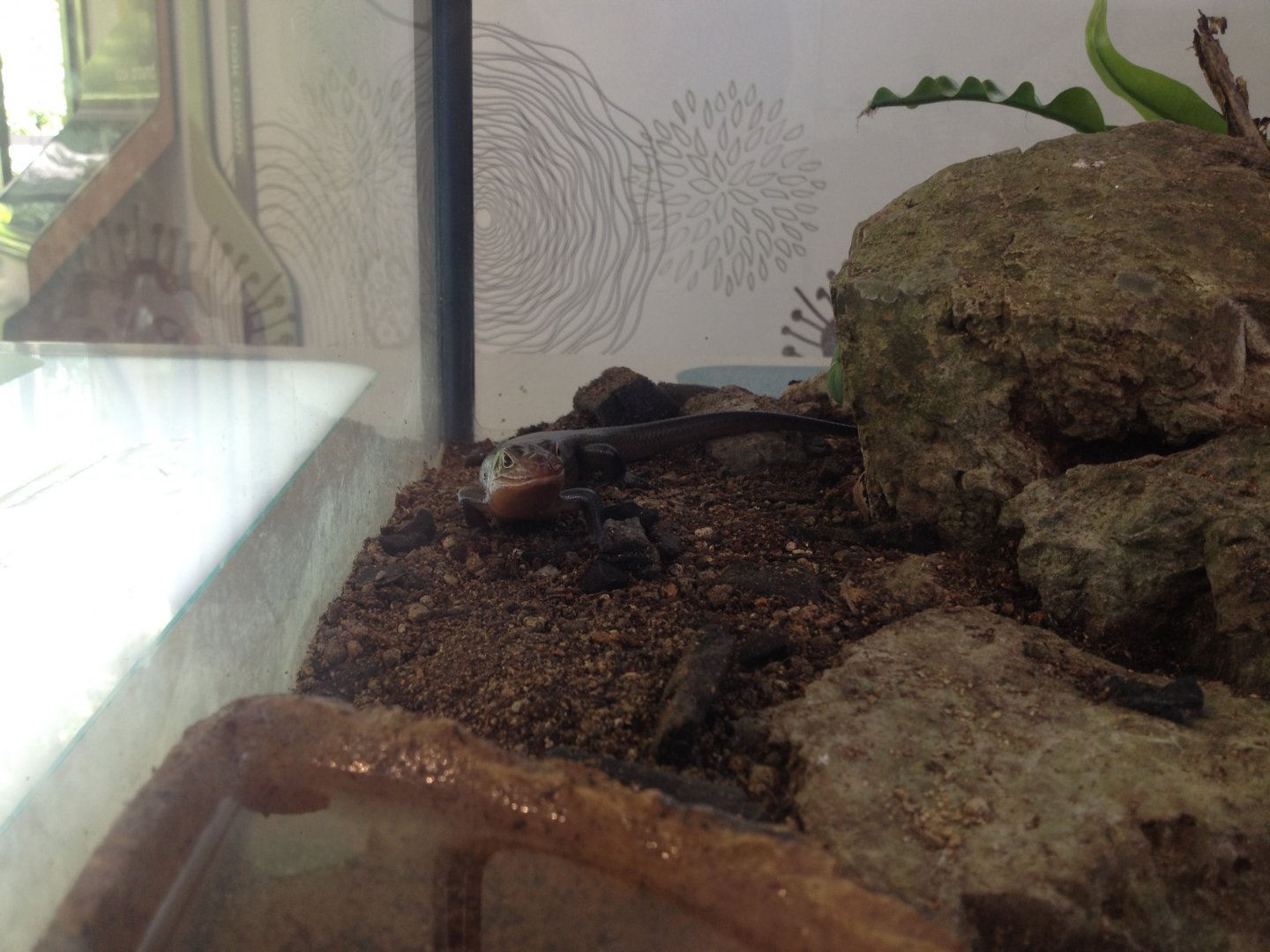 Land Mullet (Bellatorias major)