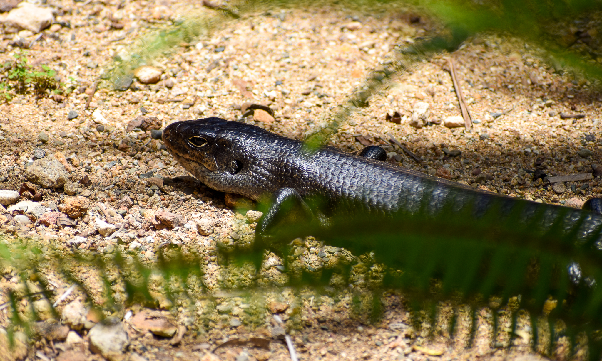 Land Mullet (Bellatorias major)