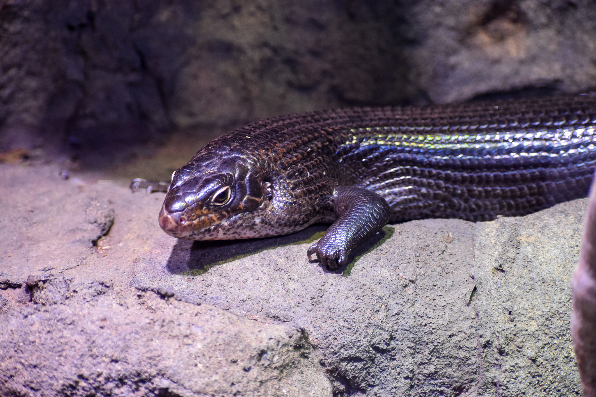Land Mullet (Bellatorias major)
