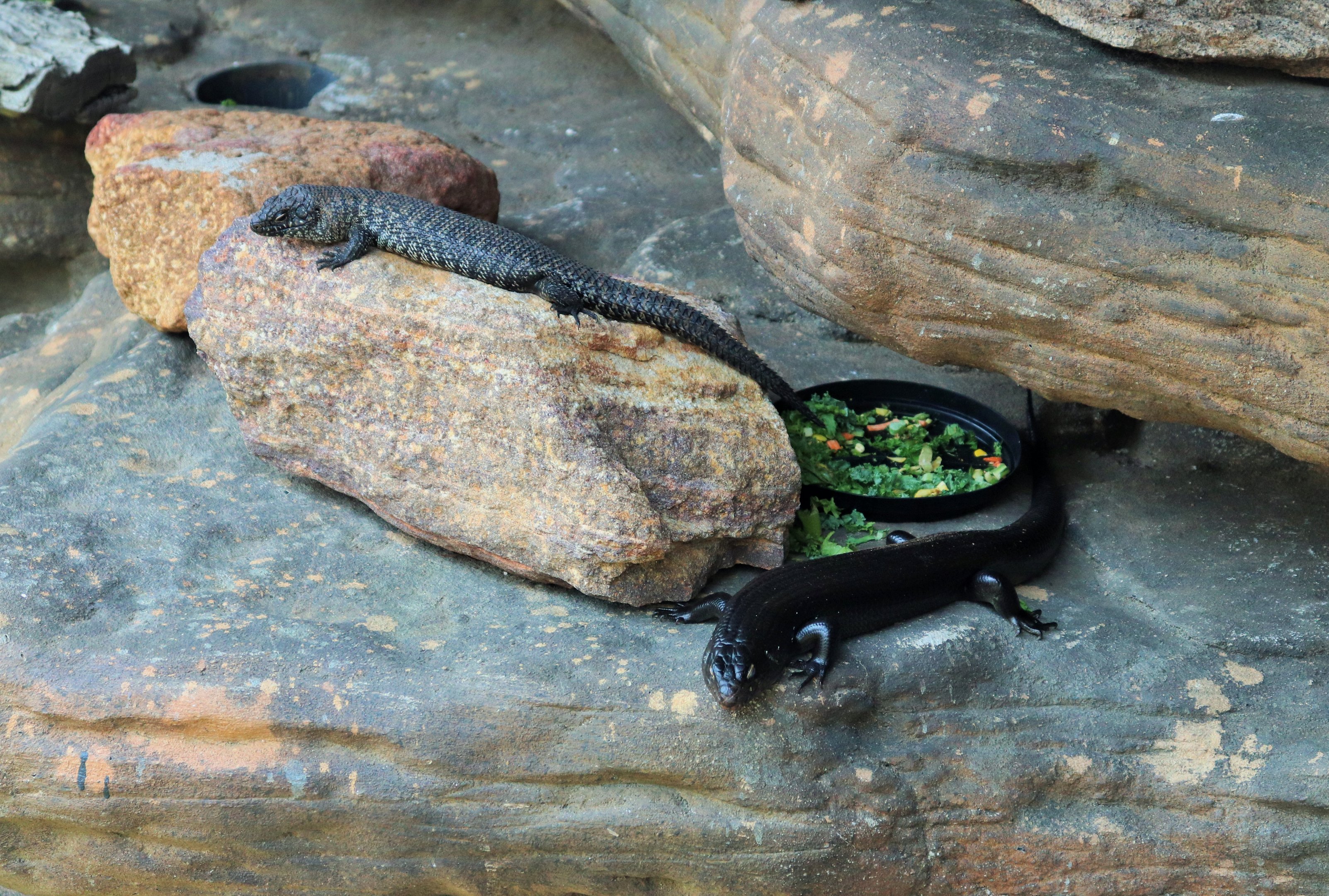 Land Mullet (Egernia major) and Cunningham Skink (Egernia cunninghami)