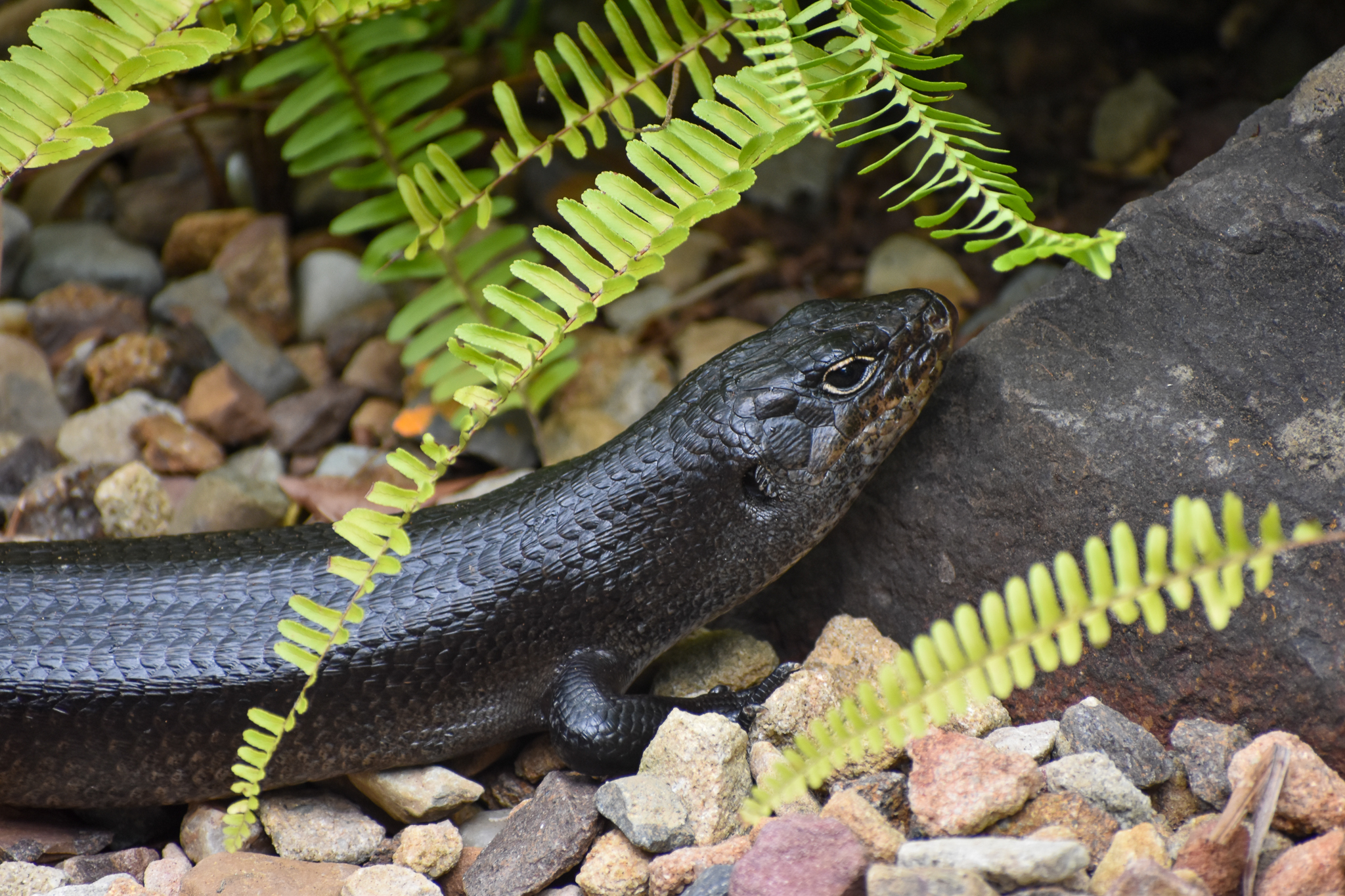 Land Mullet (Egernia major)