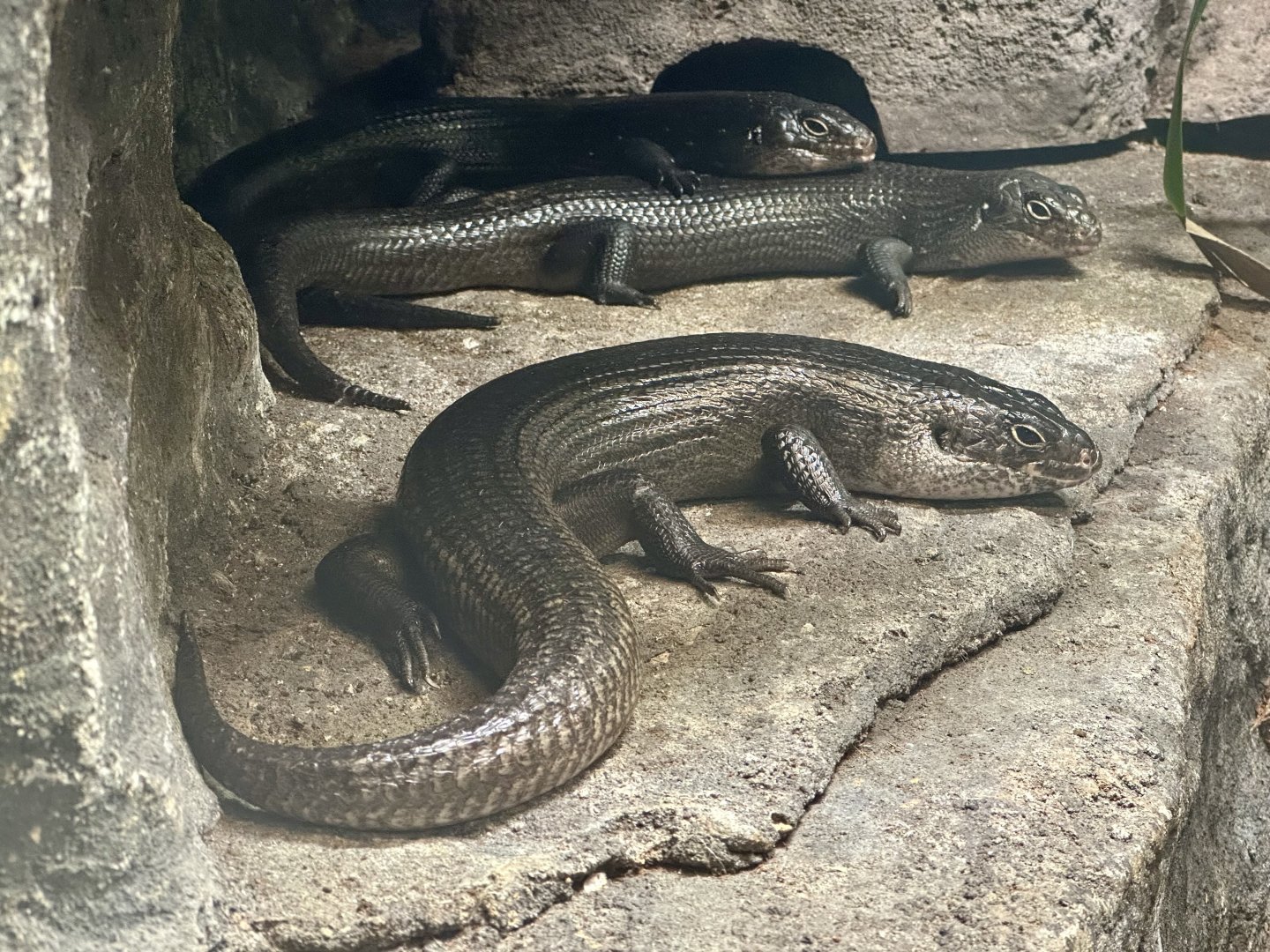 Land mullet (Egernia major)