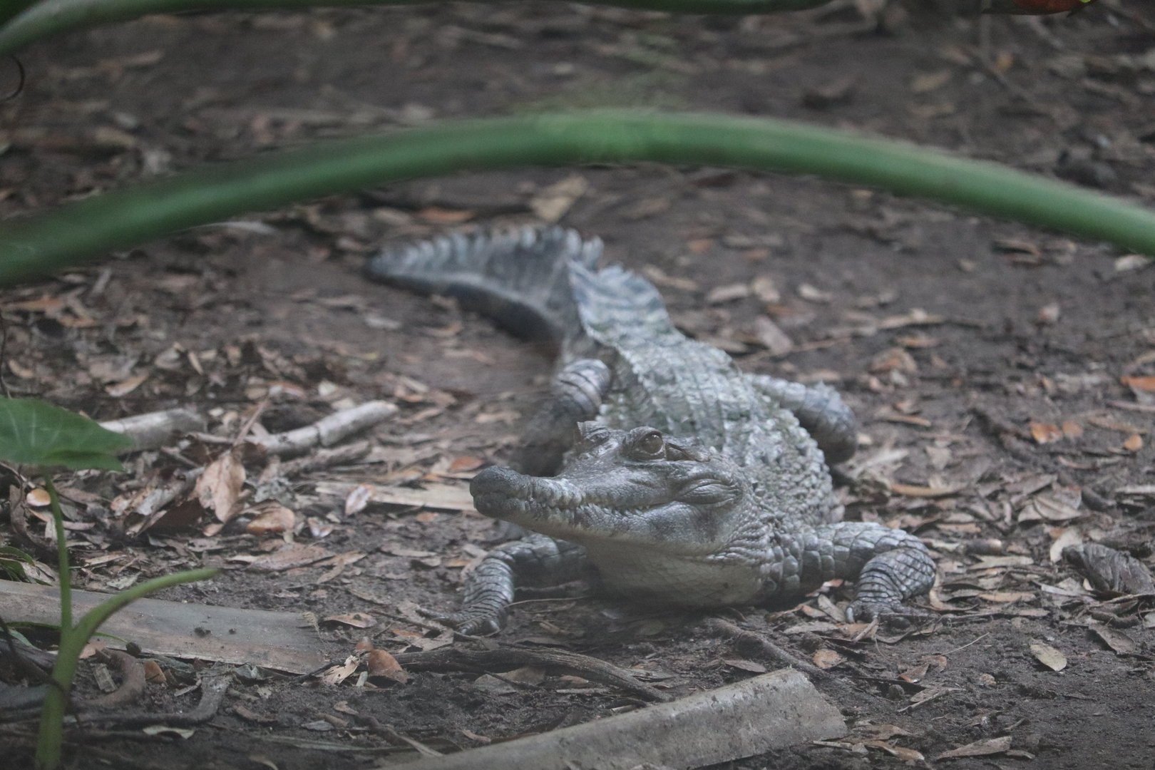 Land of Crocodiles - African Slender-Snouted Crocodile