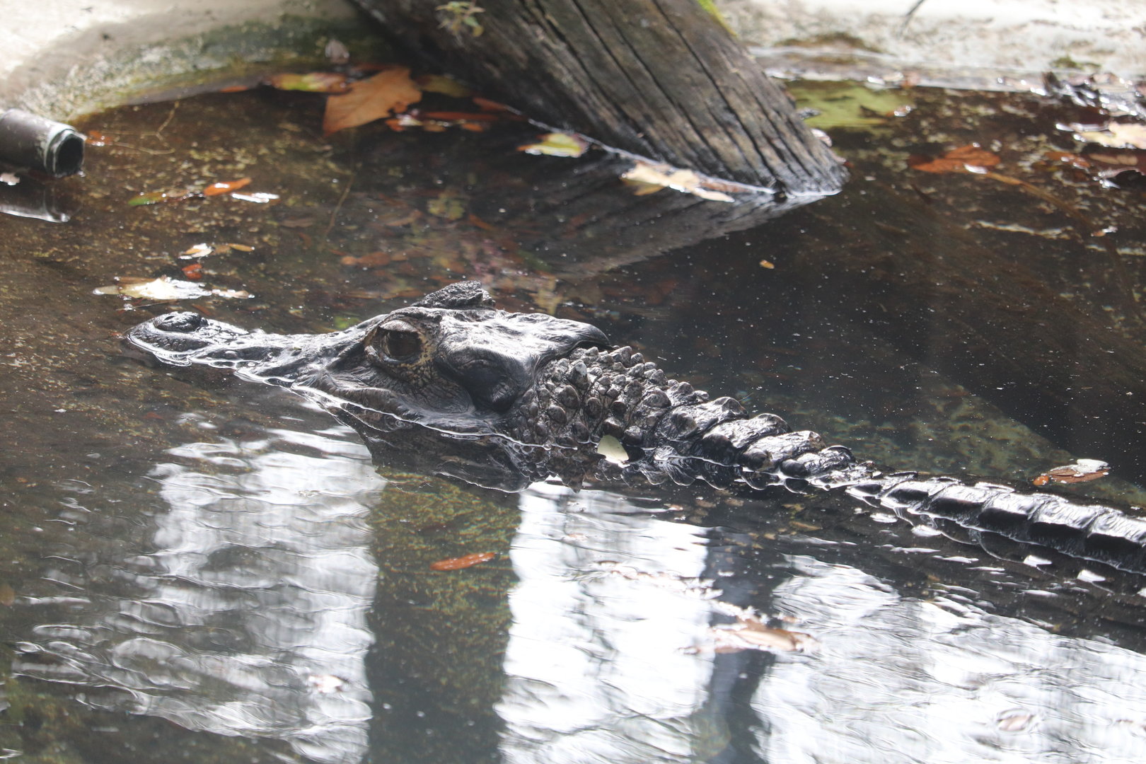 Land of Crocodiles - Black Caiman