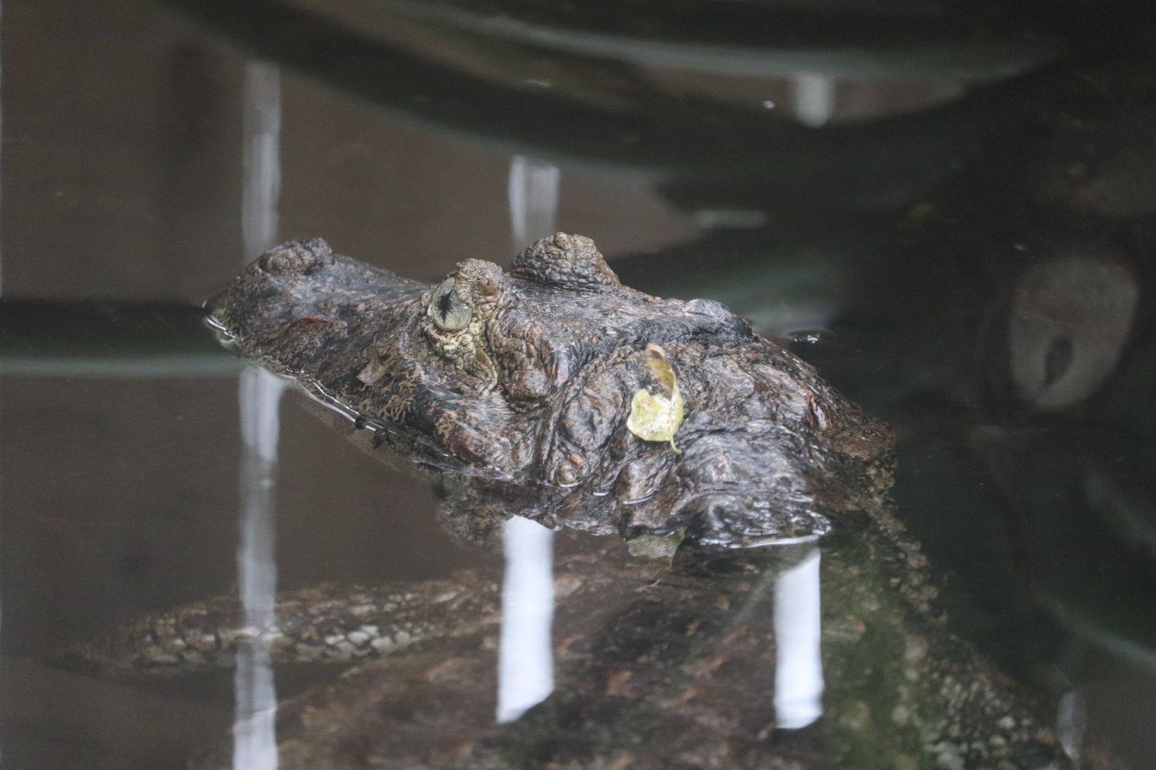 Land of Crocodiles - Broad-Snouted Caiman