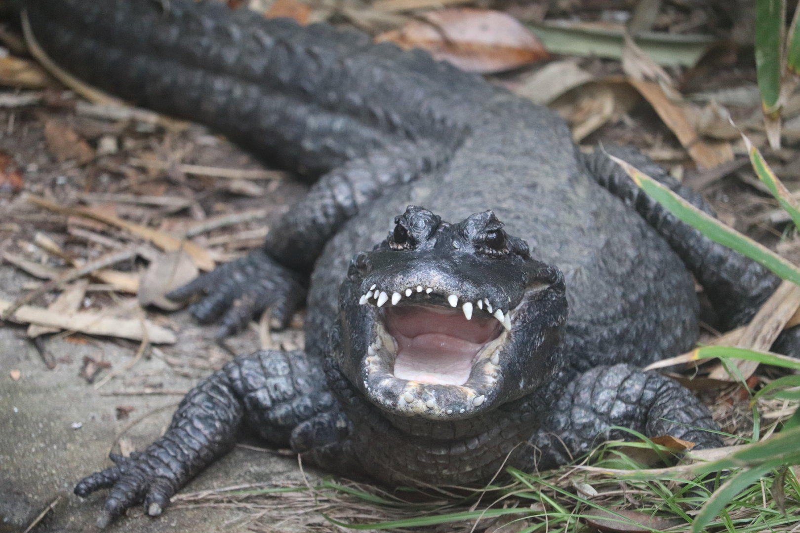 Land of Crocodiles - Chinese Alligator