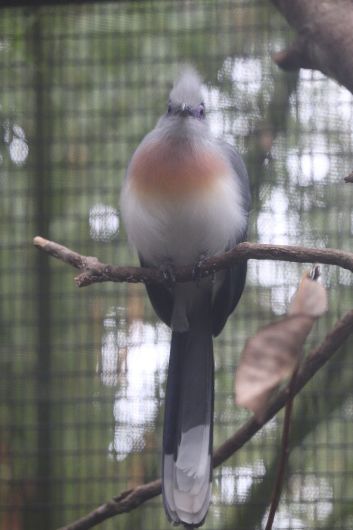 Land of Crocodiles - Crested Coua
