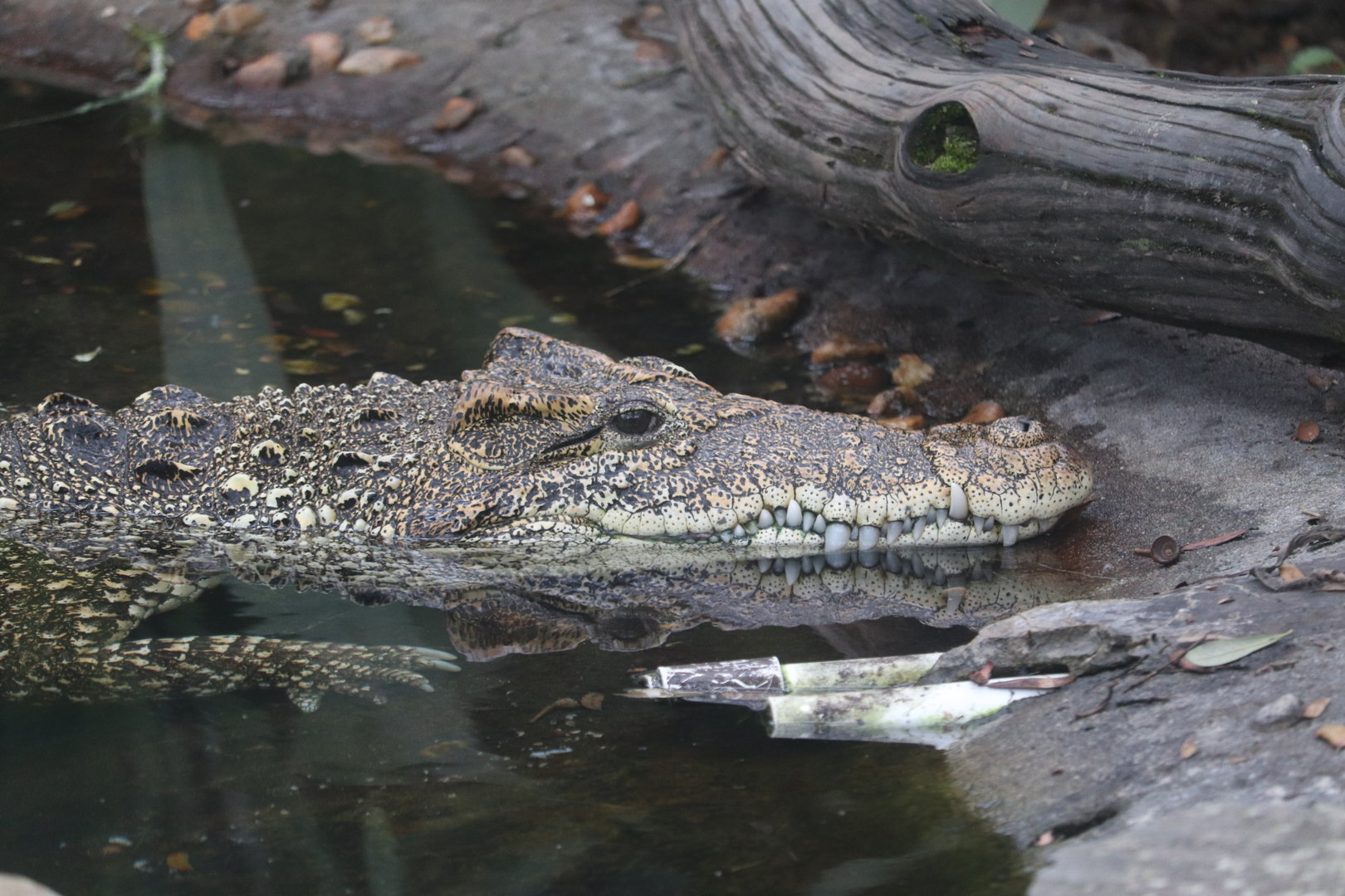 Land of Crocodiles - Cuban Crocodile